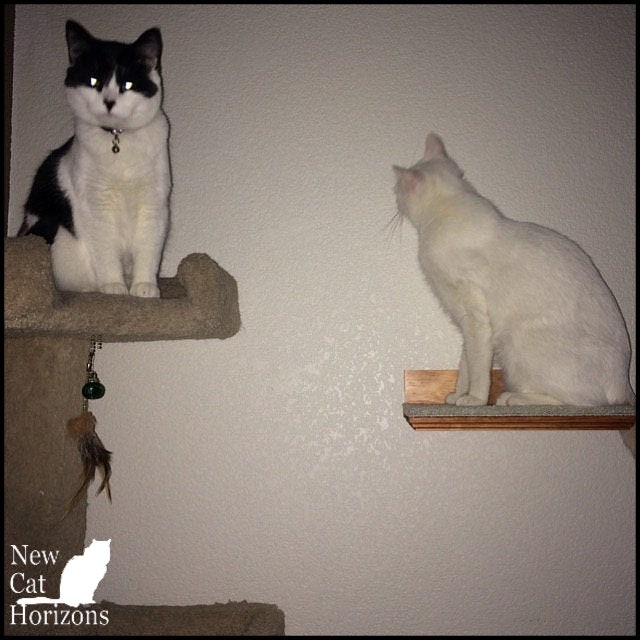 Floating Cat Shelf / One Short 12" Shelf