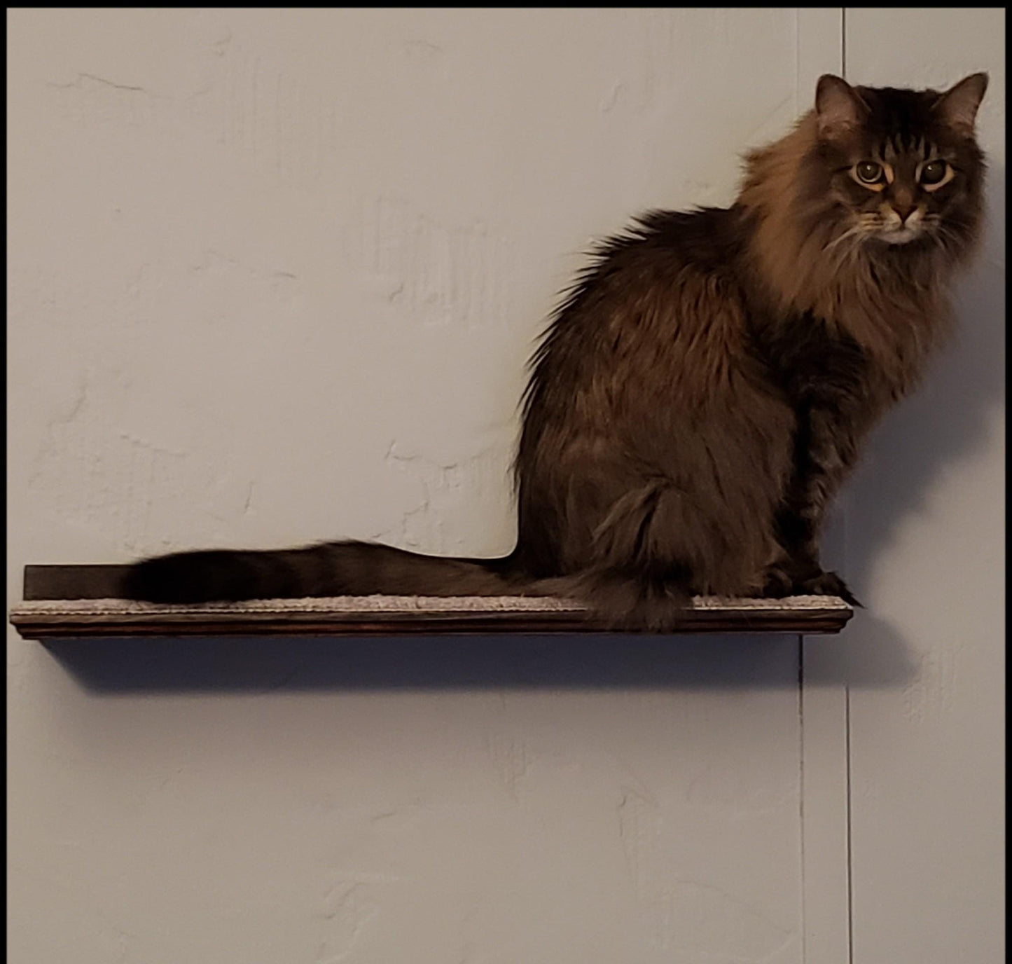 Extra Large 24" Long Floating Cat Perch Bed