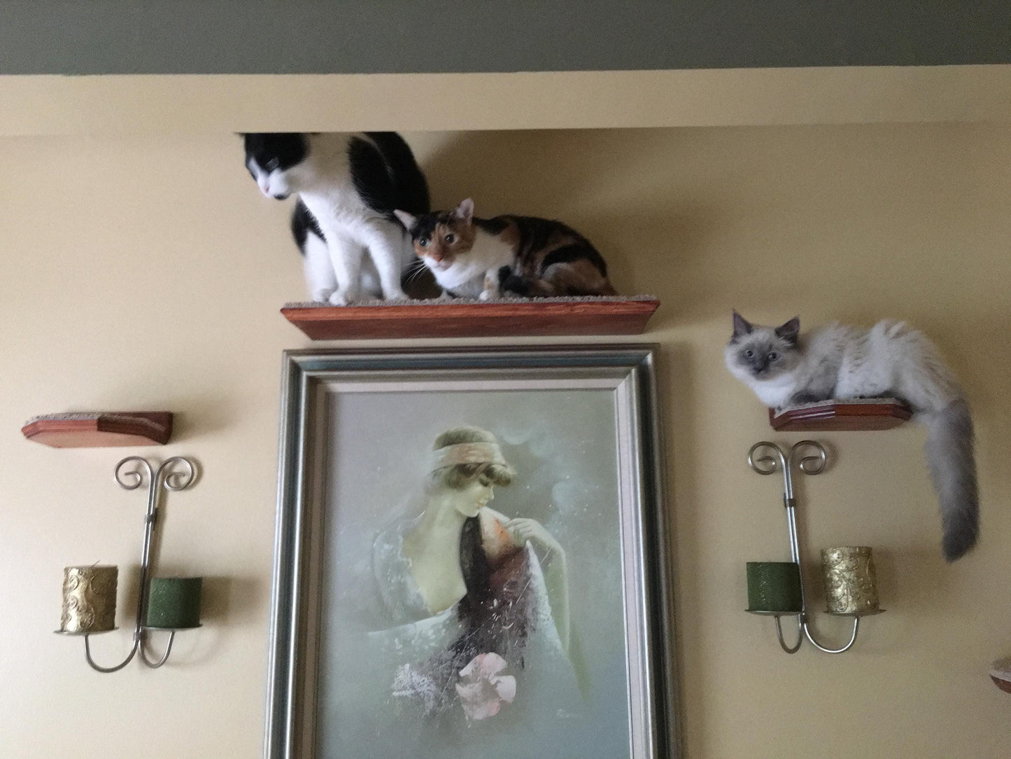 Floating Cat Step/Shelf Set of 3 w/ Hidden brackets