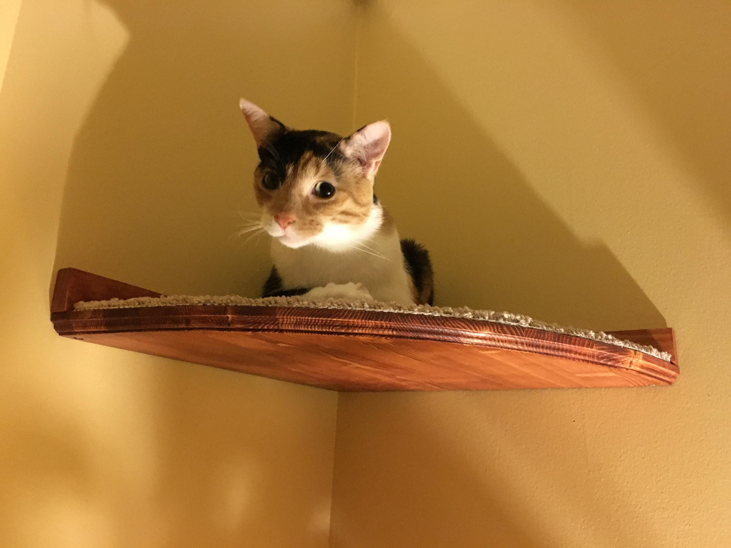 Floating Corner Cat Bed / Shelf - w/ Hidden Brackets