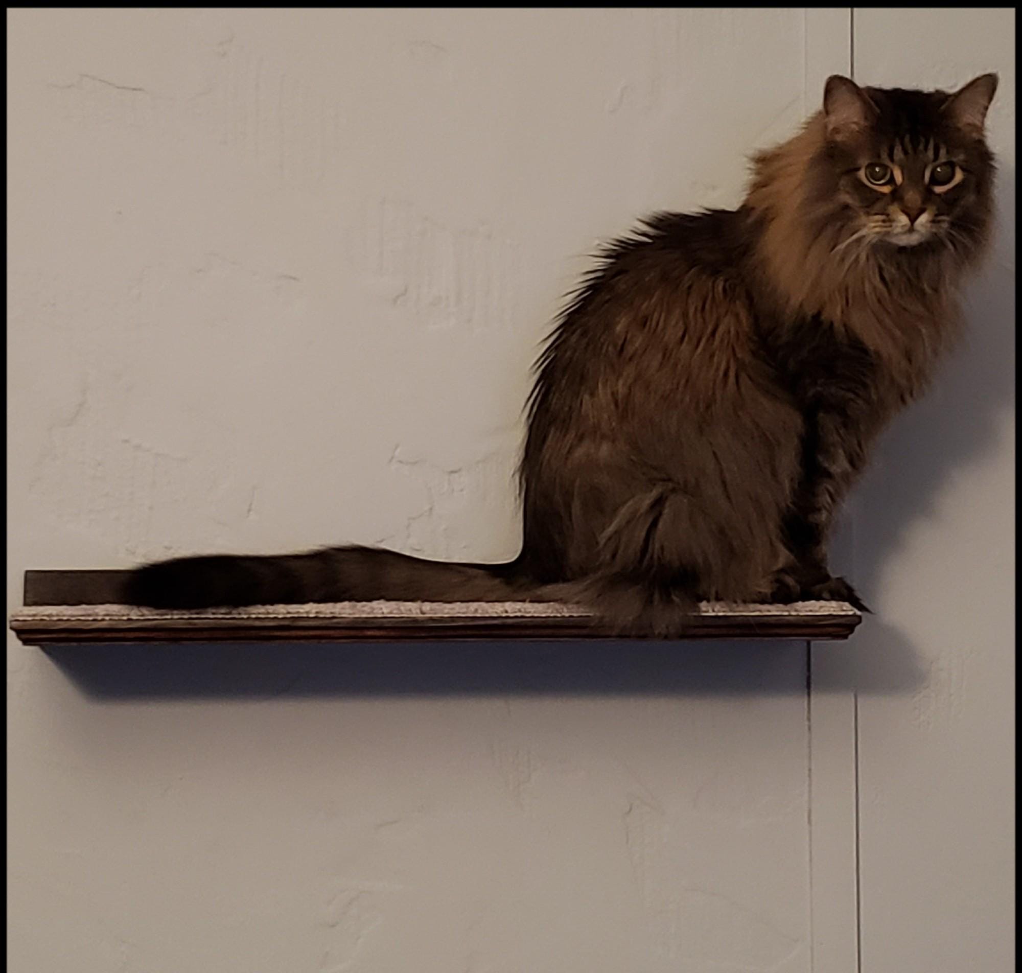 Extra Large 24" Long Floating Cat Perch Bed