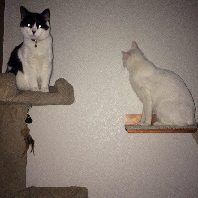 Floating Cat Shelf Set / 3 Short Shelves w/ Hidden Brackets
