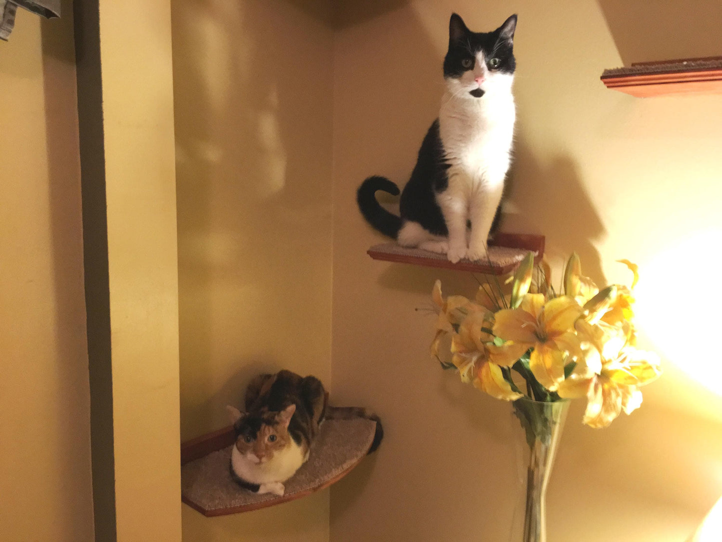 Floating Cat Shelf Set / 3 Short Shelves w/ Hidden Brackets