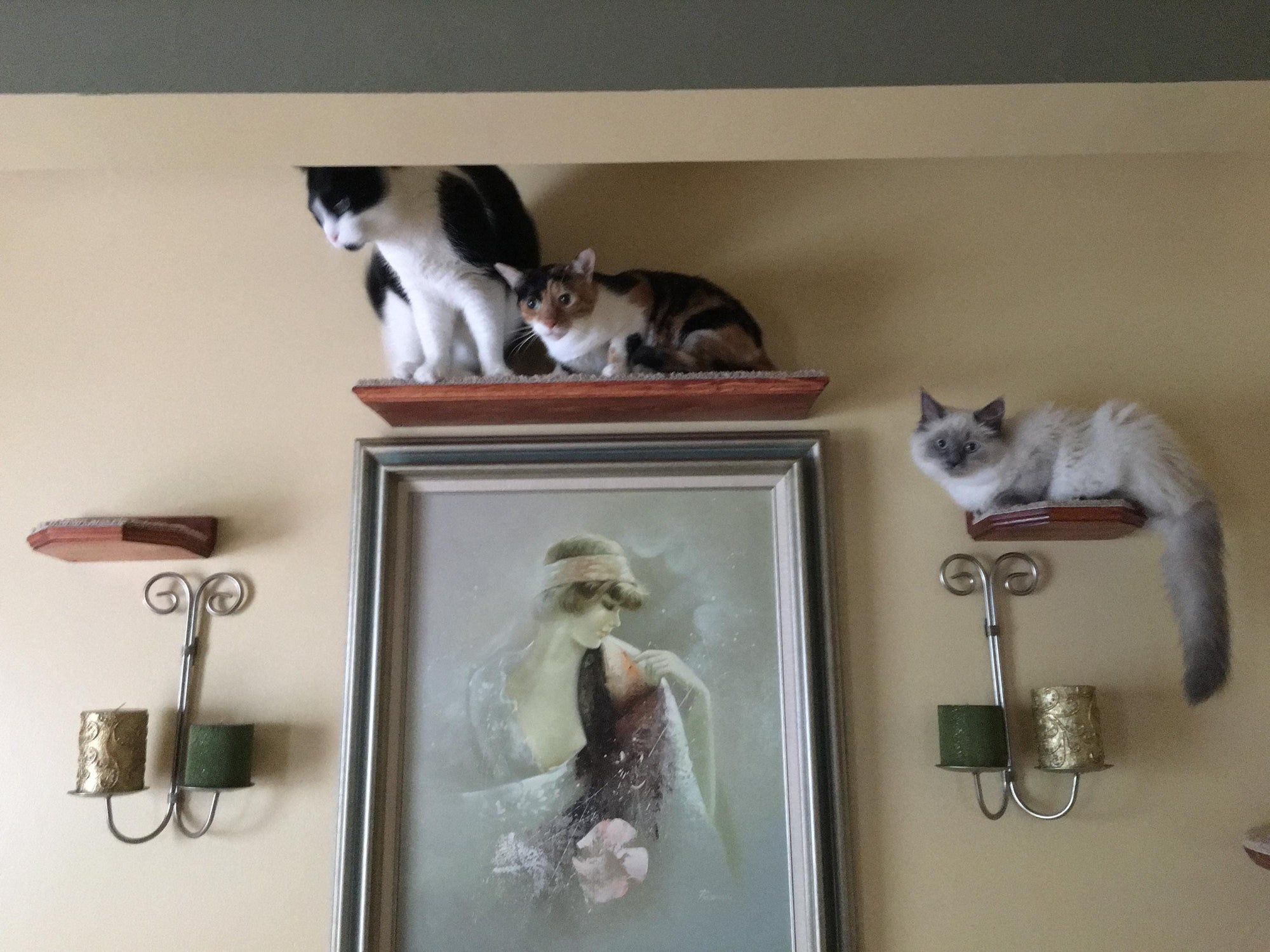 Floating Cat Step Set 3 Piece / Wall Mounted Cat Furniture