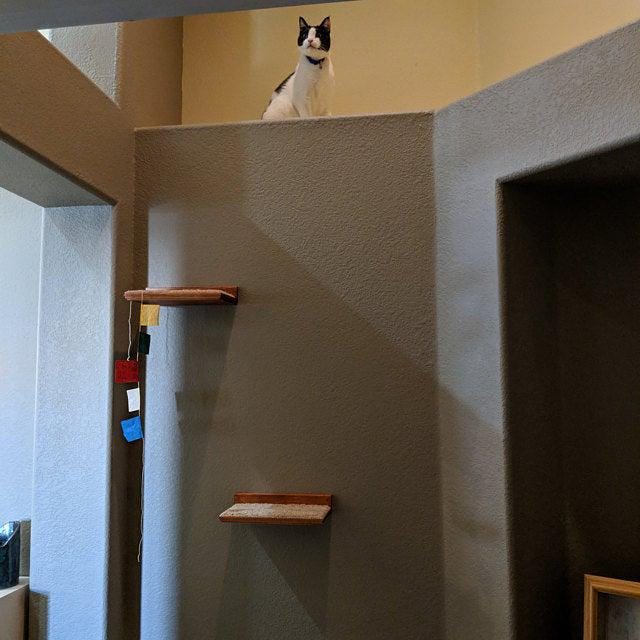 Floating Cat Shelf Set / 3 Short Shelves w/ Hidden Brackets