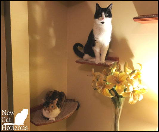 Floating Cat Shelf / One Short 12" Shelf