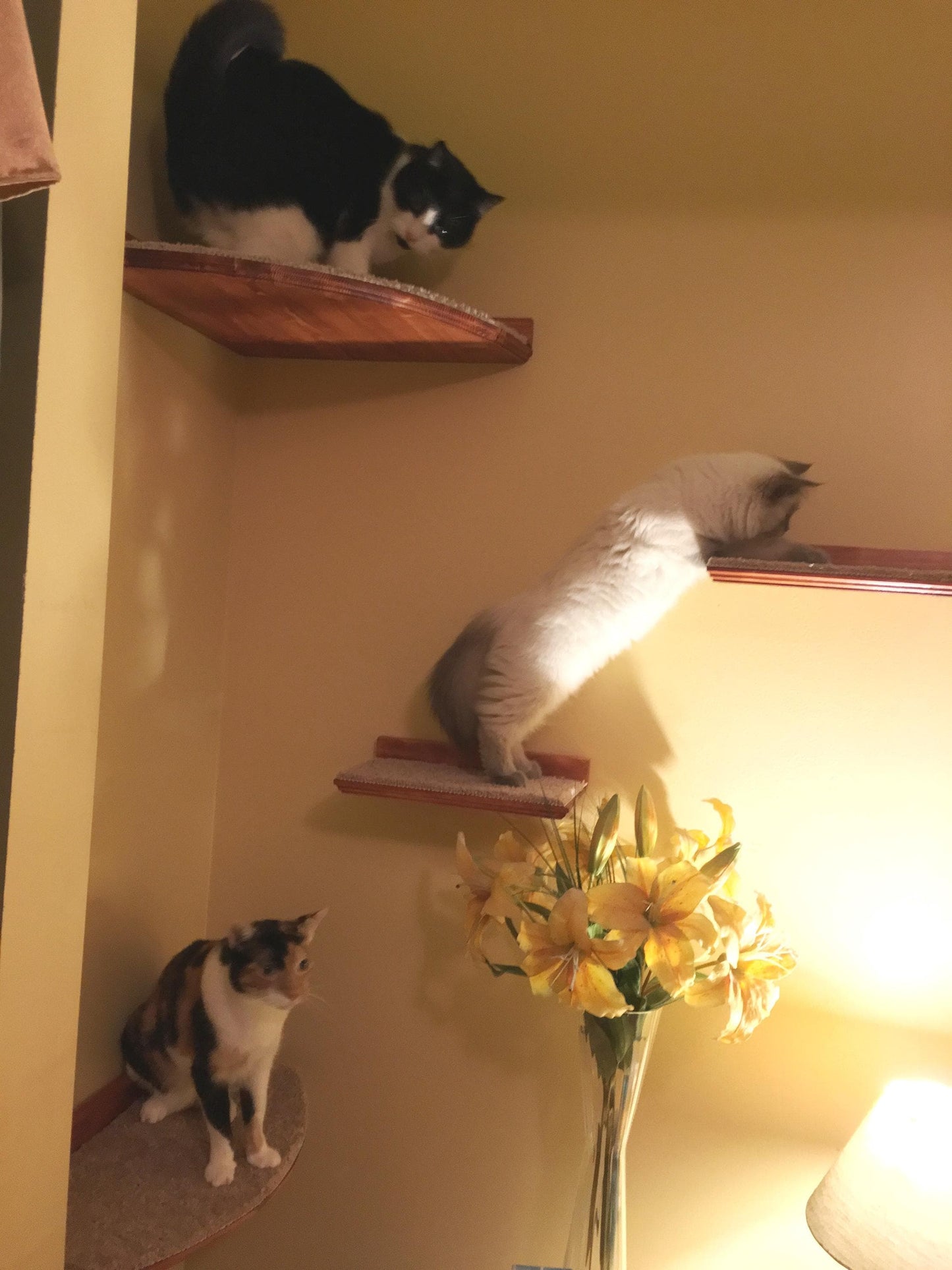 Floating Cat Shelf Set / 3 Short Shelves w/ Hidden Brackets