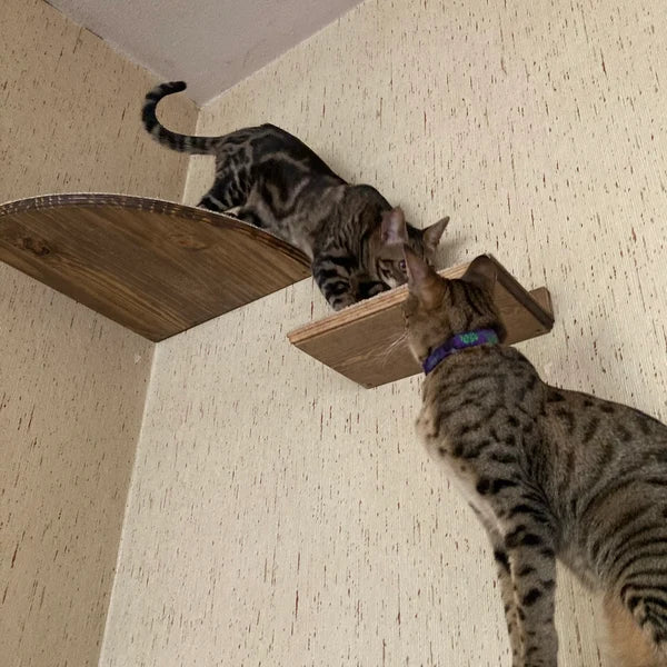 5 Piece Floating Cat Shelf Set / Wall Mounted Cat Furniture w/ Corner Shelf and Extra Large Cat Perch