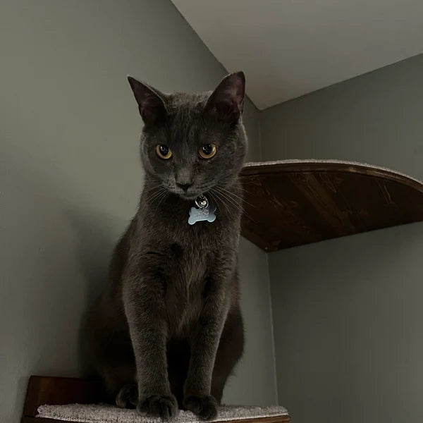 Floating Cat Shelf / One Short 12" Shelf