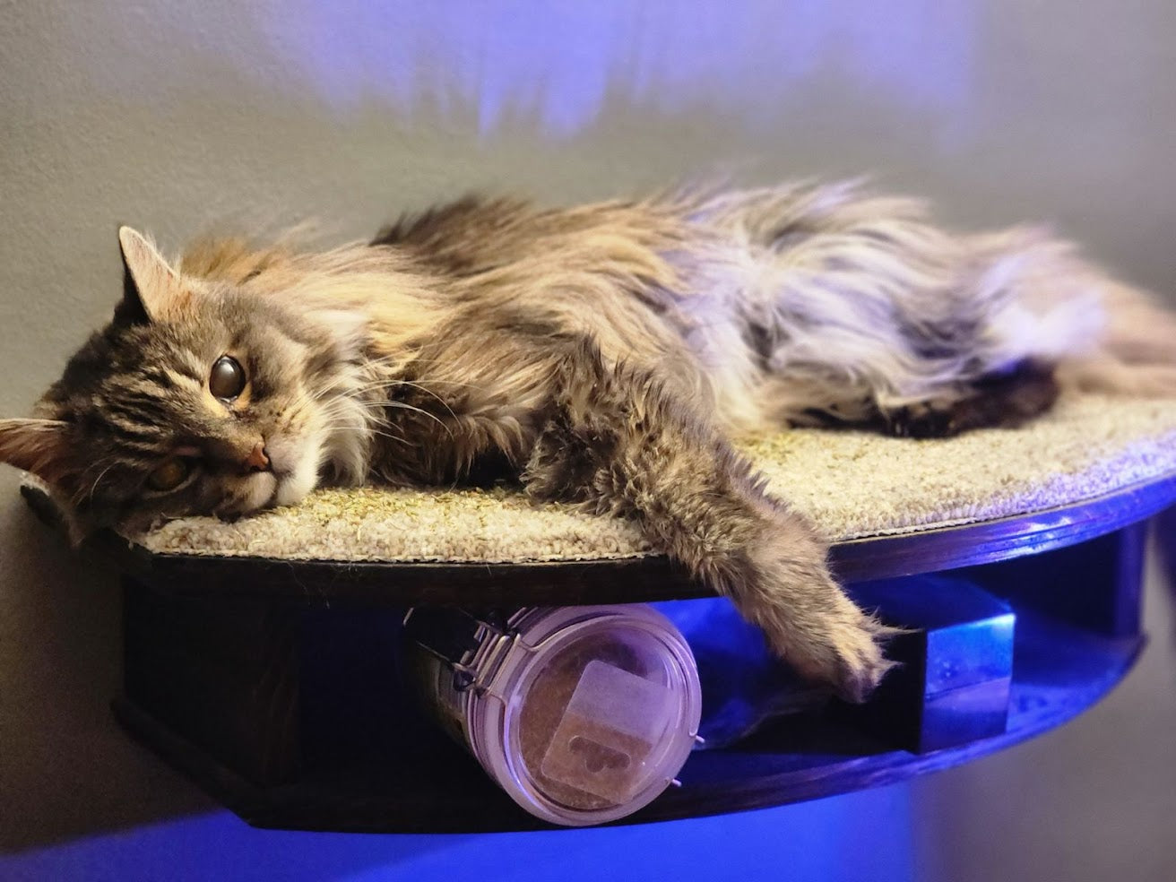 Deluxe Corner Cat Shelf/Bridge Combo Customizable / Hemp Rope and Wood Cat Bridge
